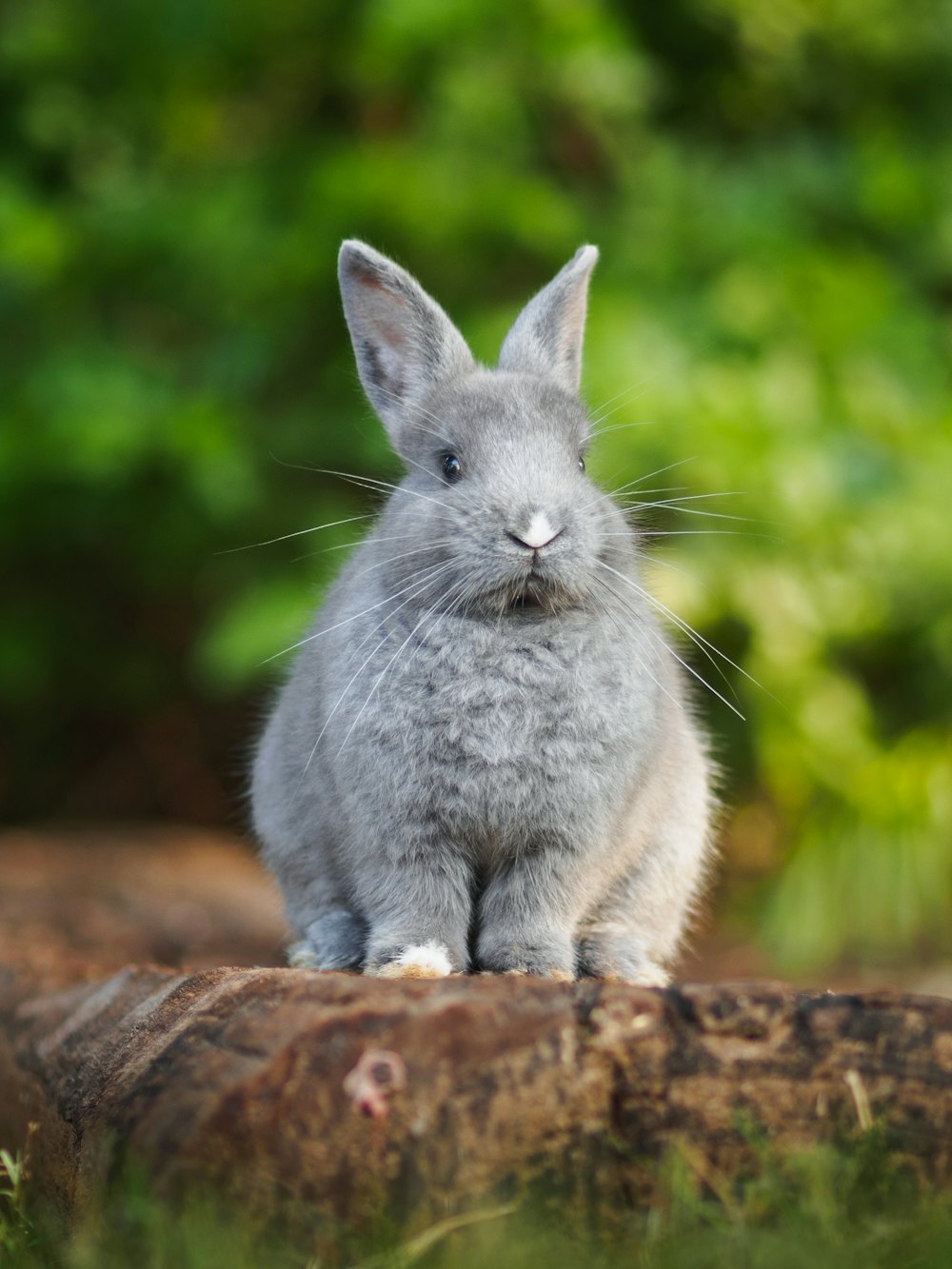 Cute bunny