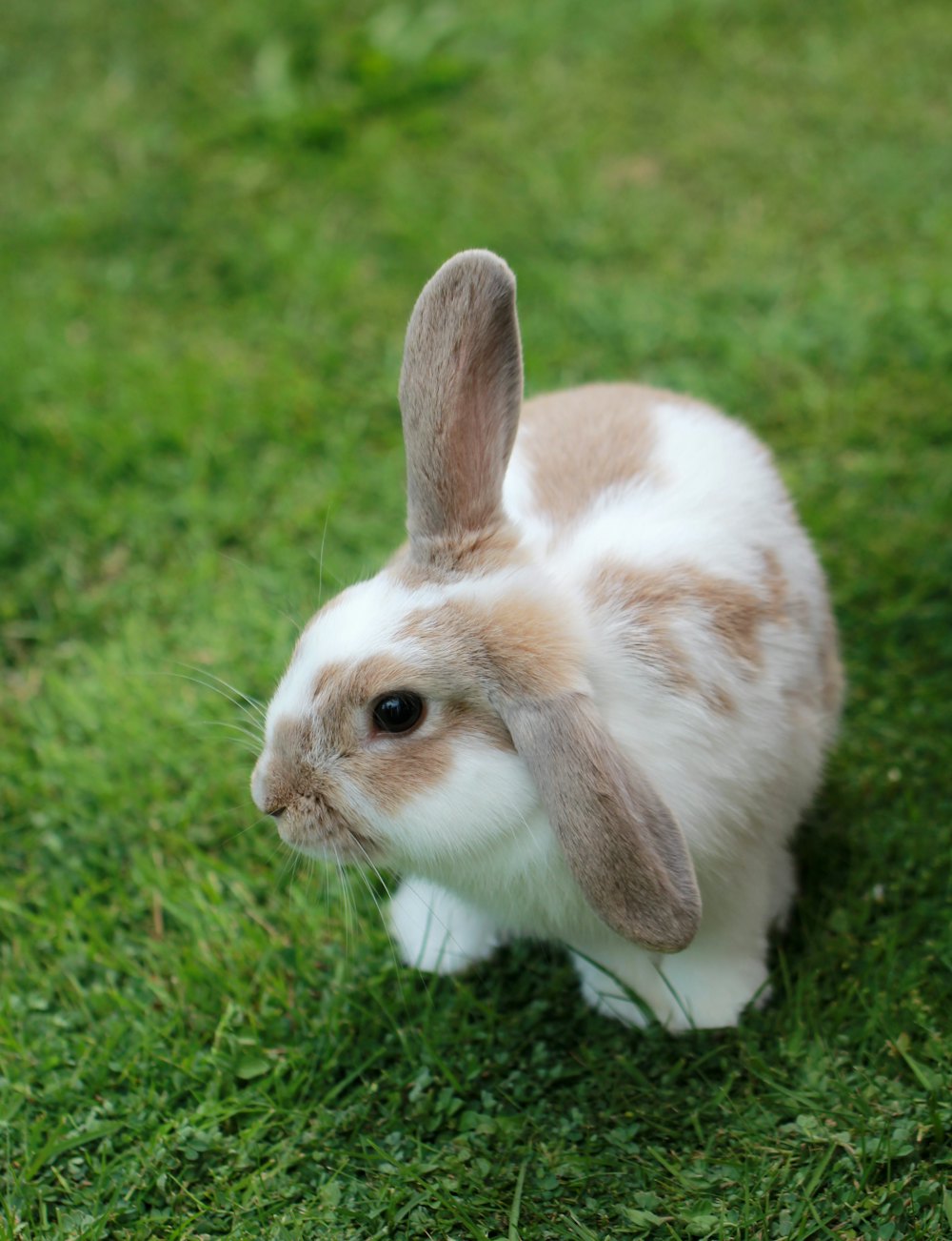 Cute bunny
